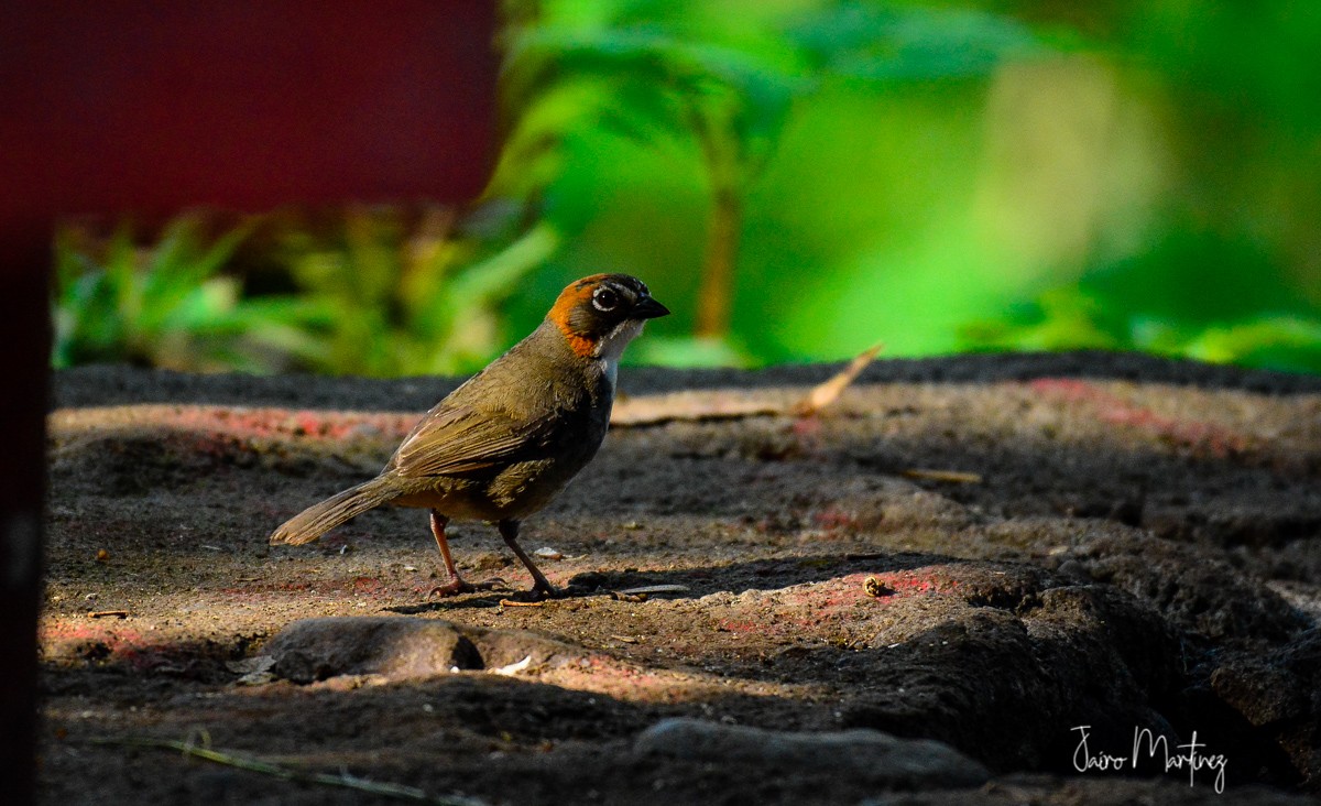 Rusty-crowned Ground-Sparrow - ML167437971