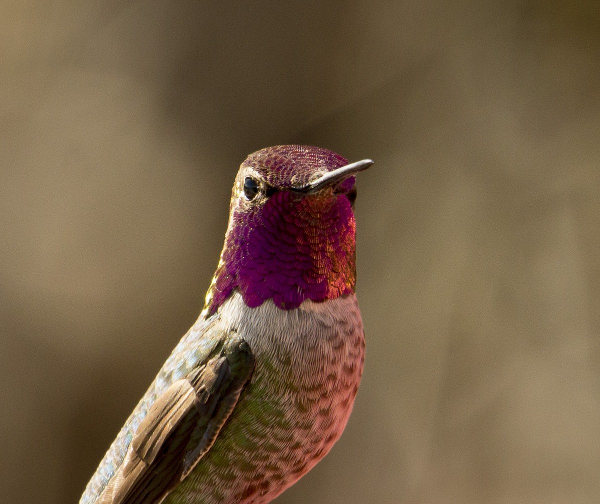 Anna's Hummingbird - Jan Allen