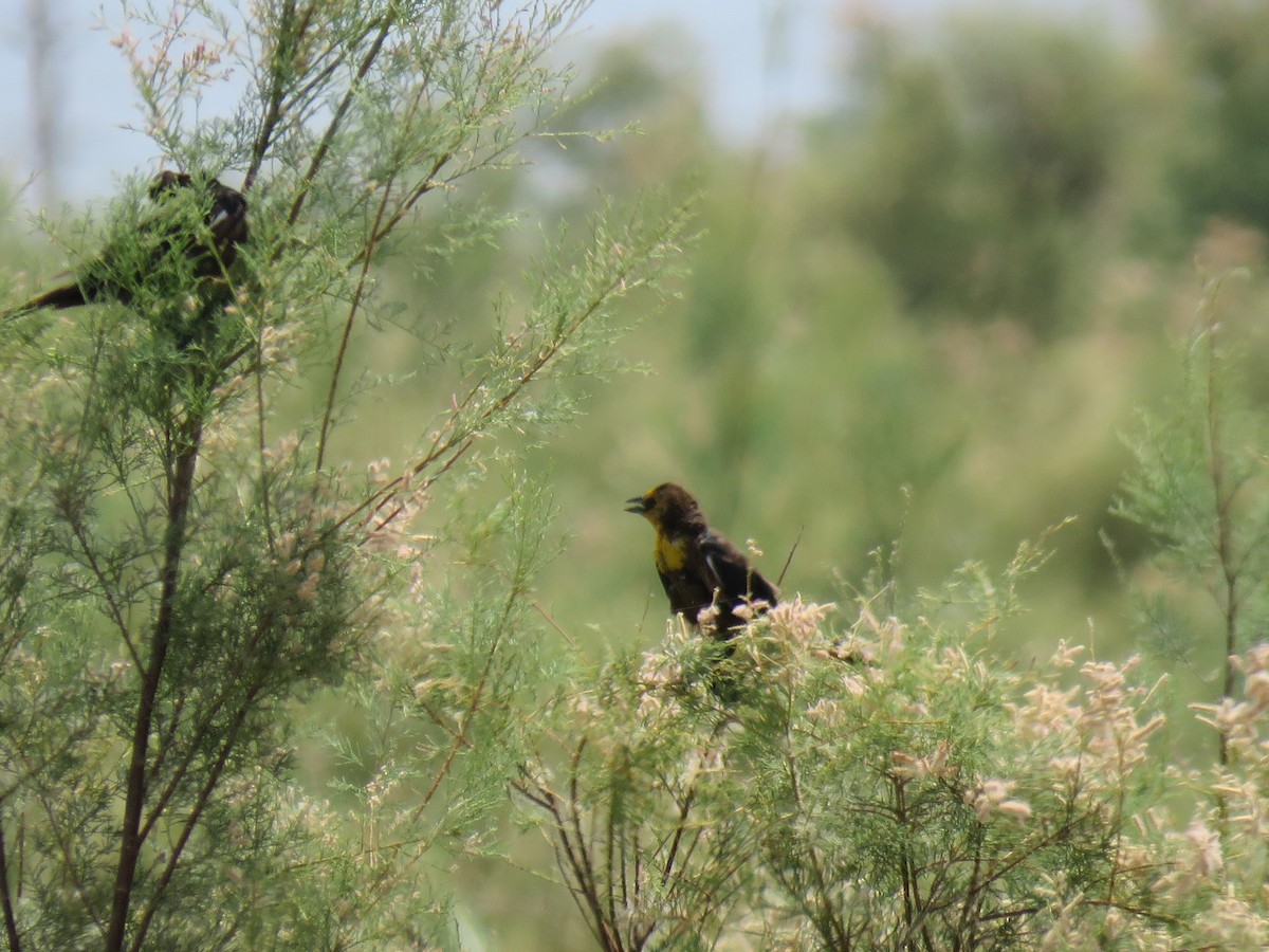 Yellow-headed Blackbird - ML167444251