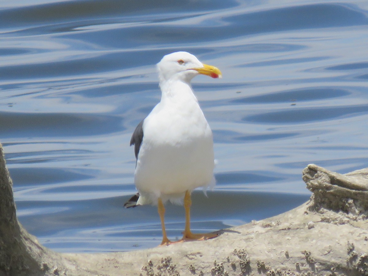 Yellow-footed Gull - ML167444301