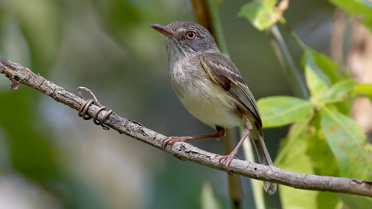 Pearly-vented Tody-Tyrant - ML167453431