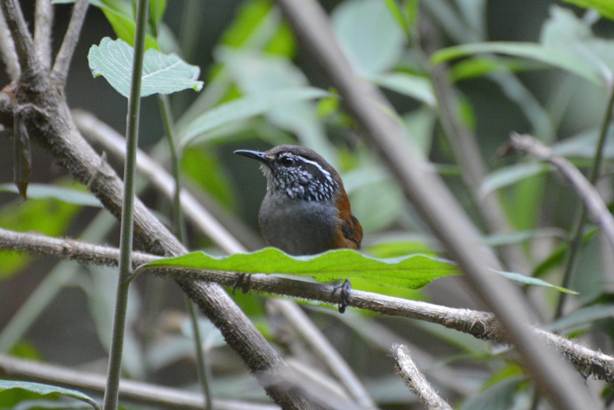 Gray-breasted Wood-Wren - Henry Cook