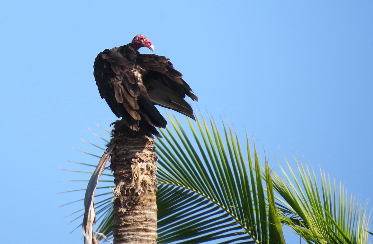 Turkey Vulture - Susan Daughtrey