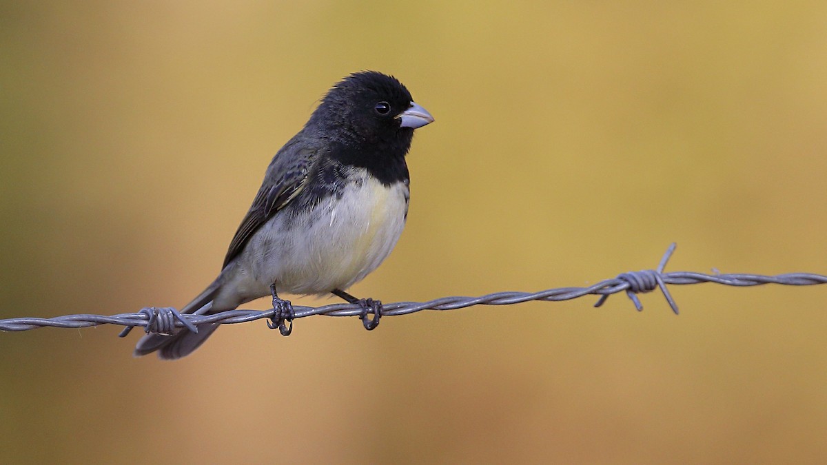 Yellow-bellied Seedeater - ML167459881