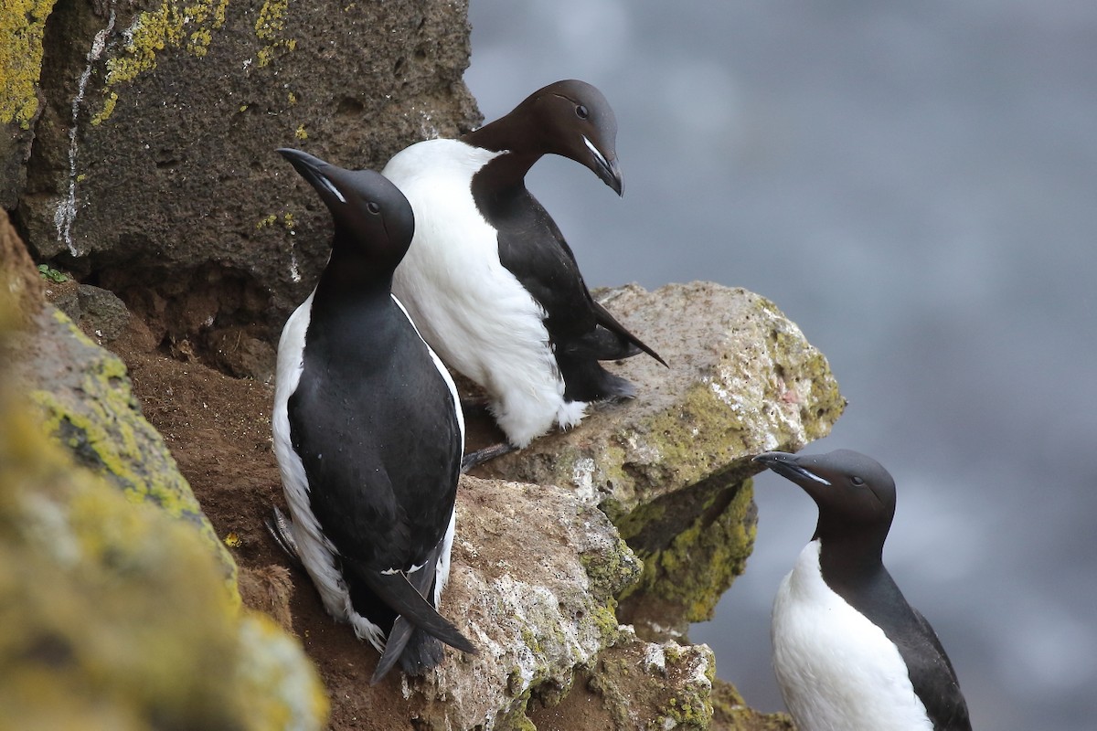 Thick-billed Murre - ML167462151