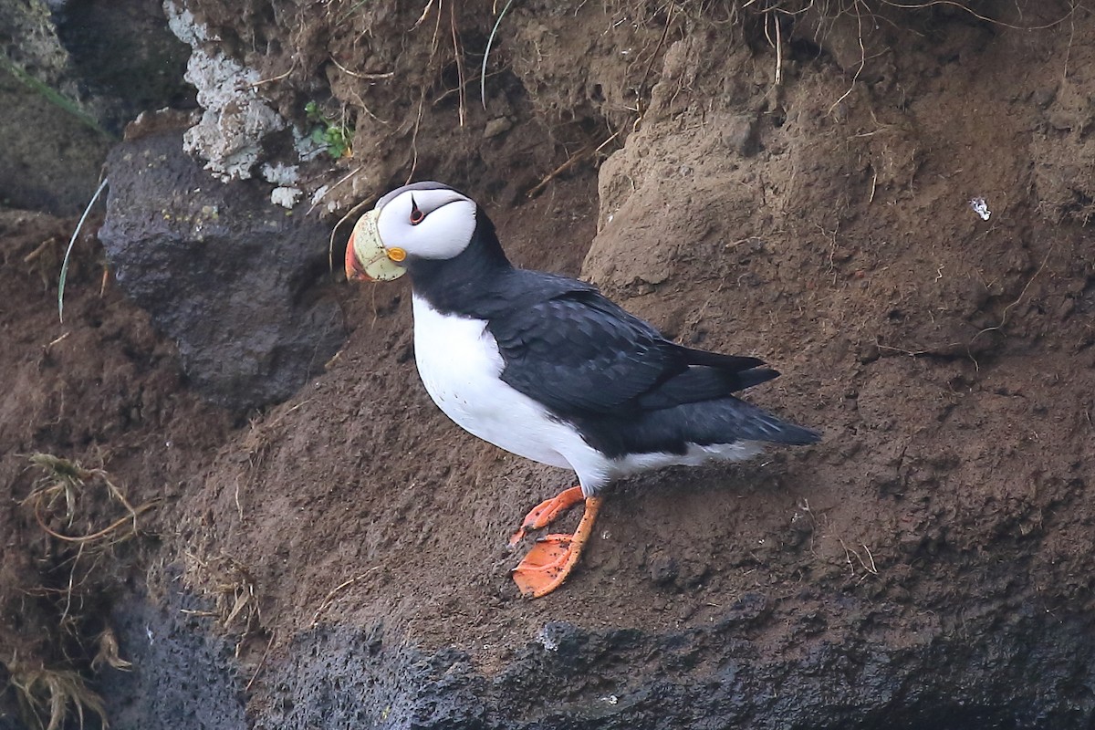 Horned Puffin - ML167462221