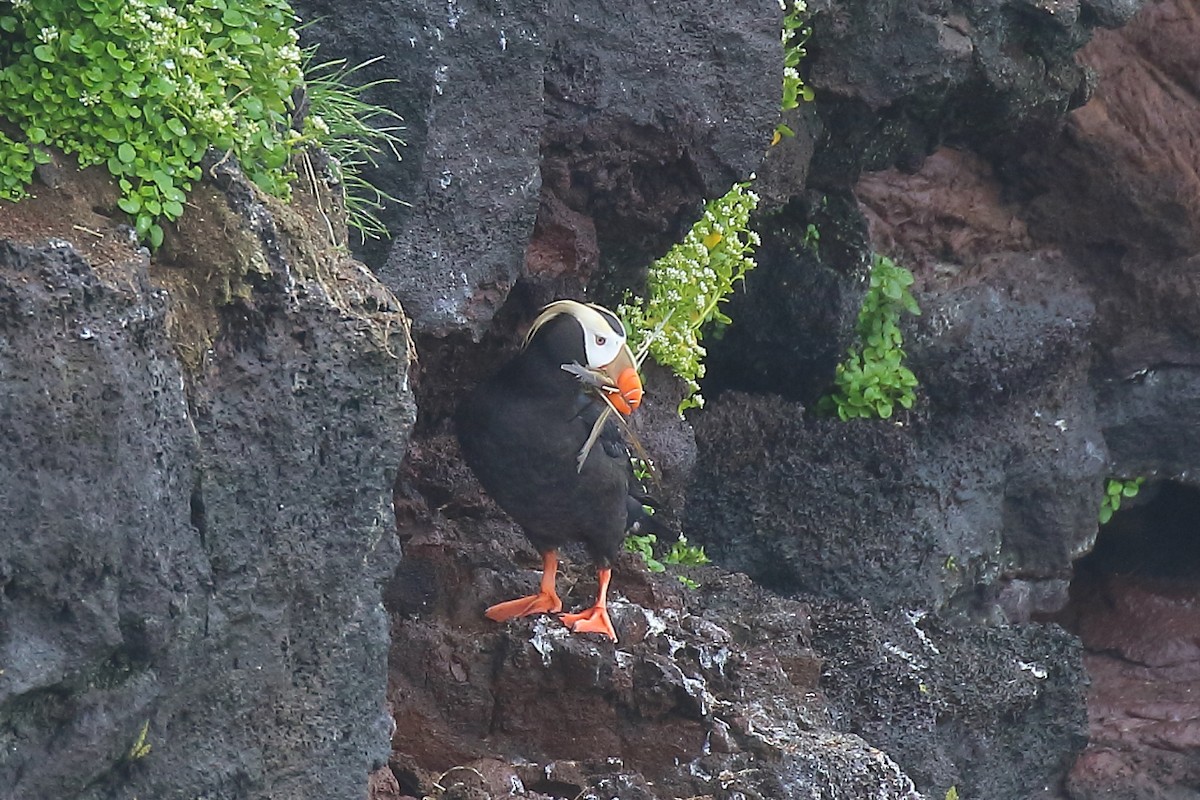 Tufted Puffin - ML167462271