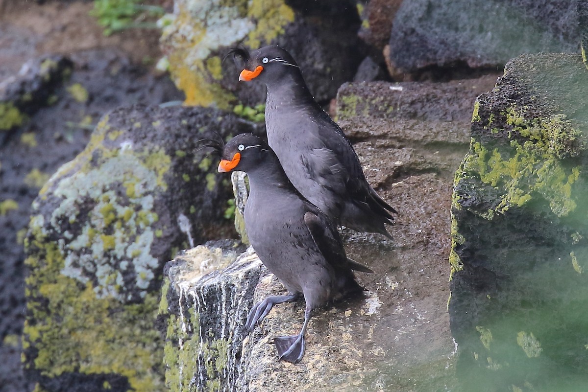 Crested Auklet - ML167462451