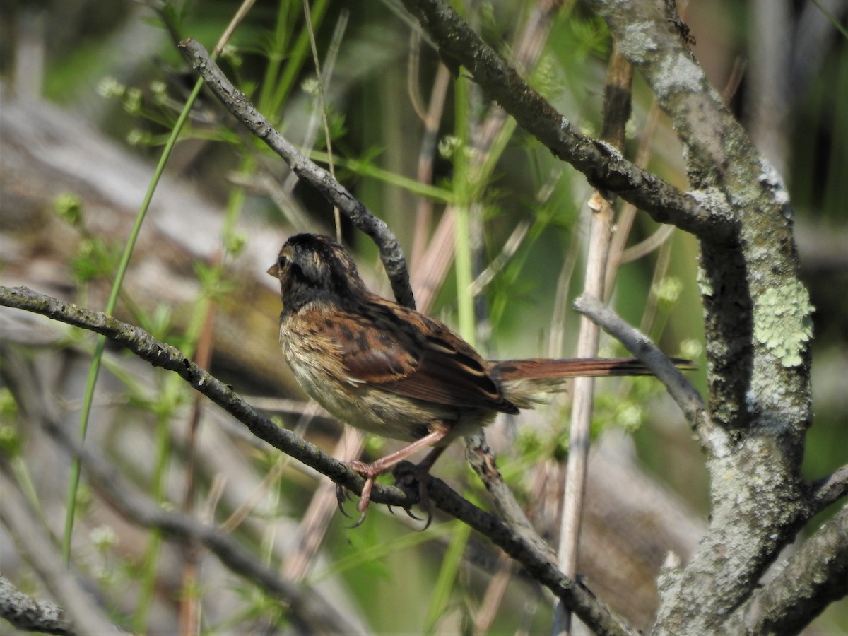 Swamp Sparrow - Edgar Otto