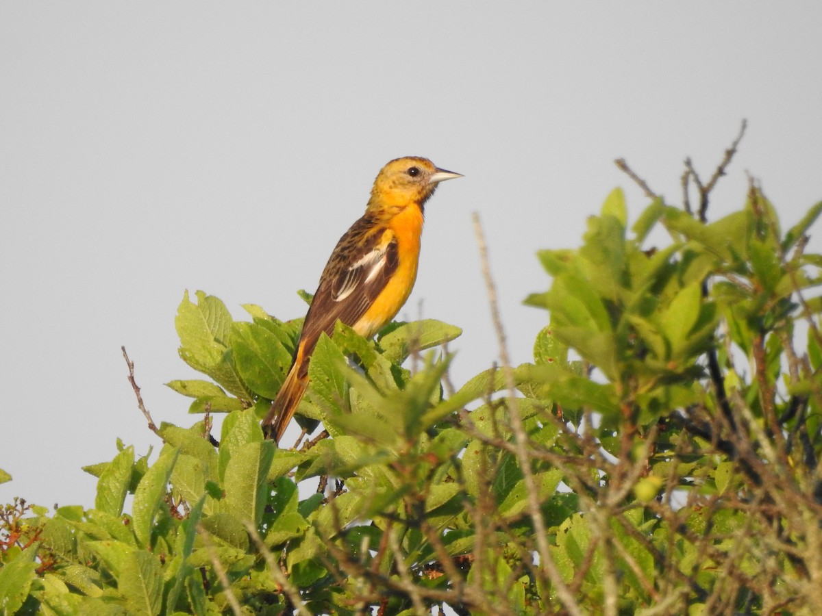 Baltimore Oriole - Tom Myers