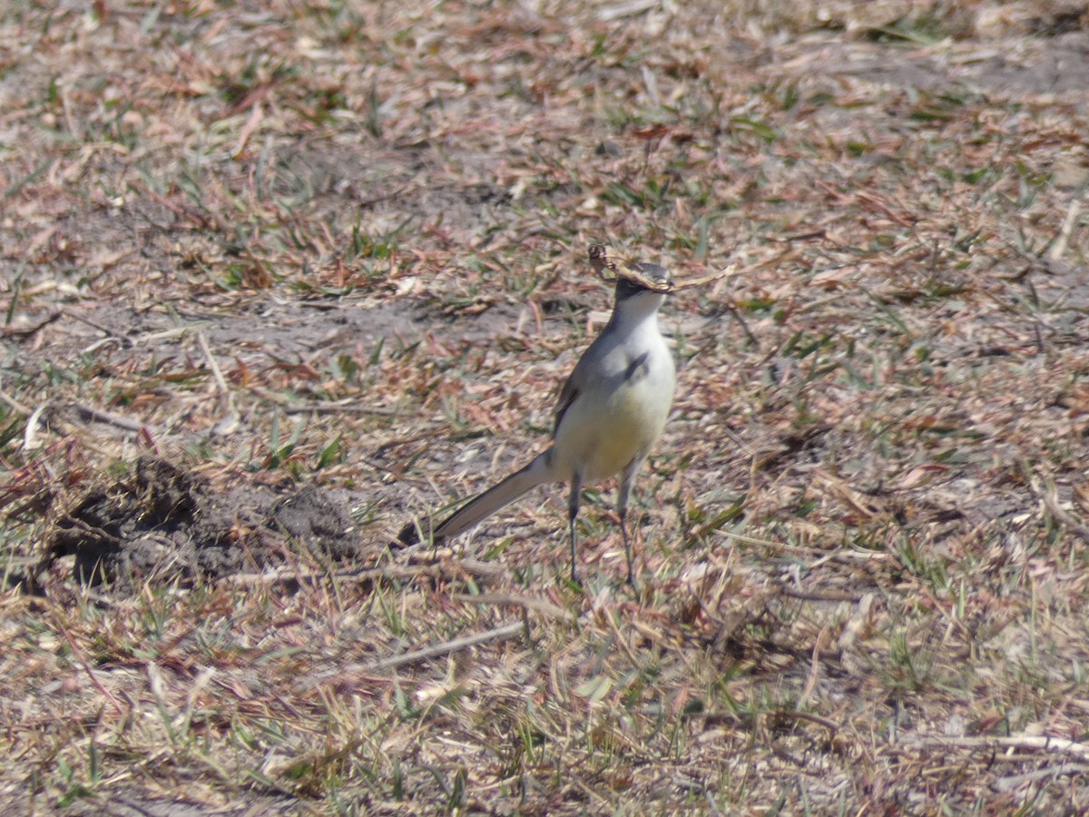Cape Wagtail - ML167470621