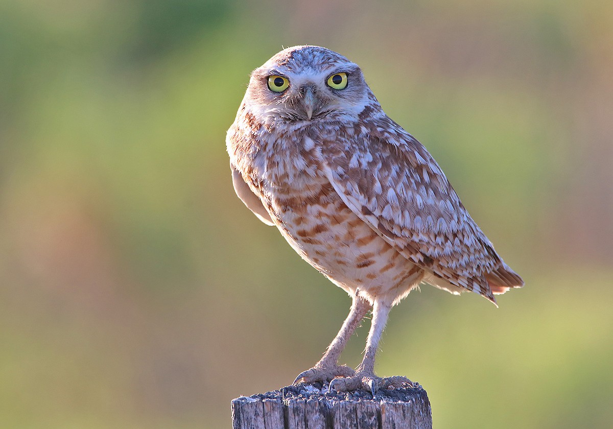 Burrowing Owl - Pitta Tours