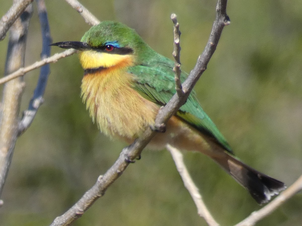 Little Bee-eater - Leeya Correll