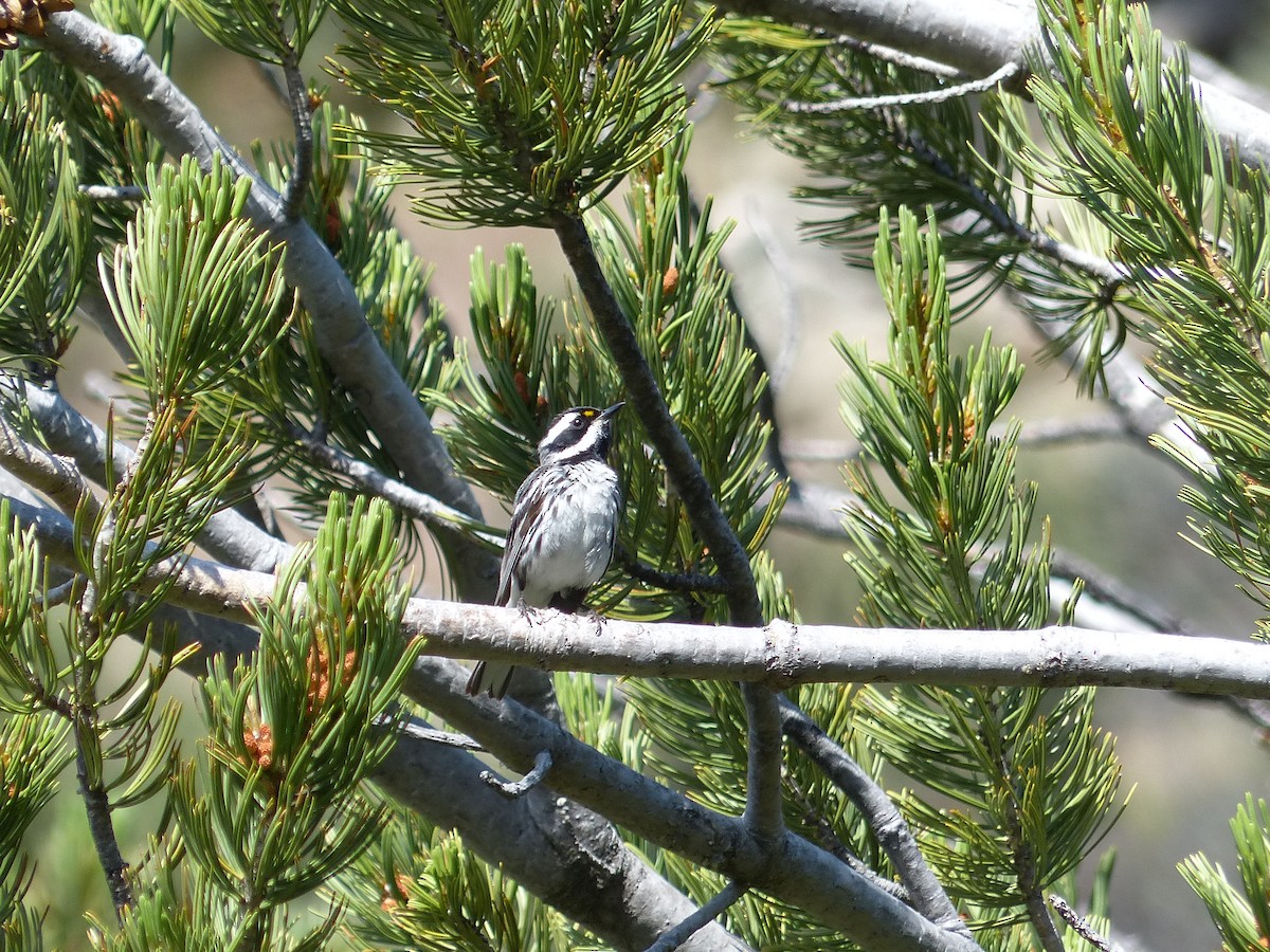 Black-throated Gray Warbler - ML167475021