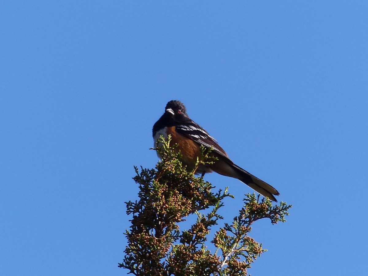 Spotted Towhee - ML167475861