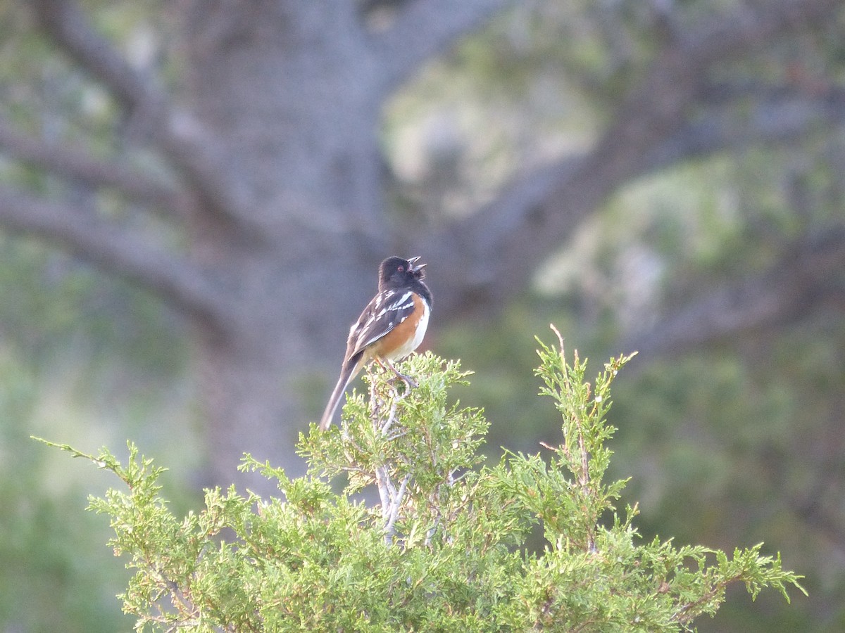 Spotted Towhee - ML167475881