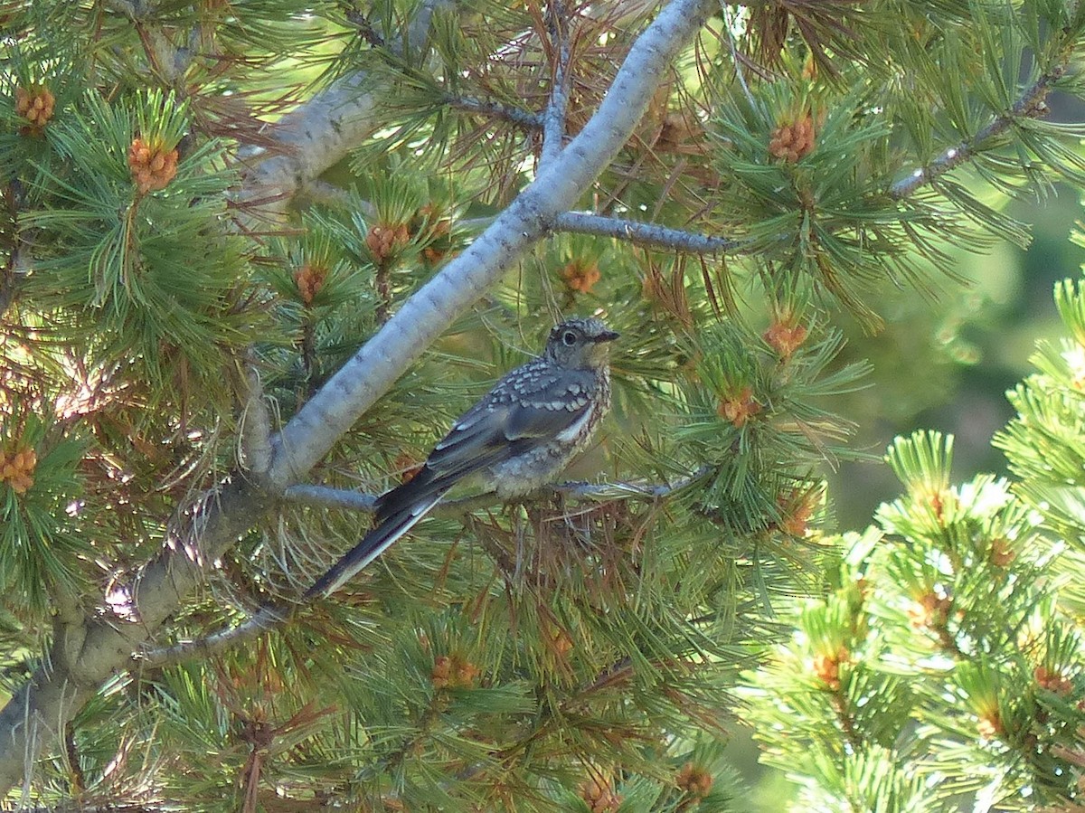 Townsend's Solitaire - ML167475941