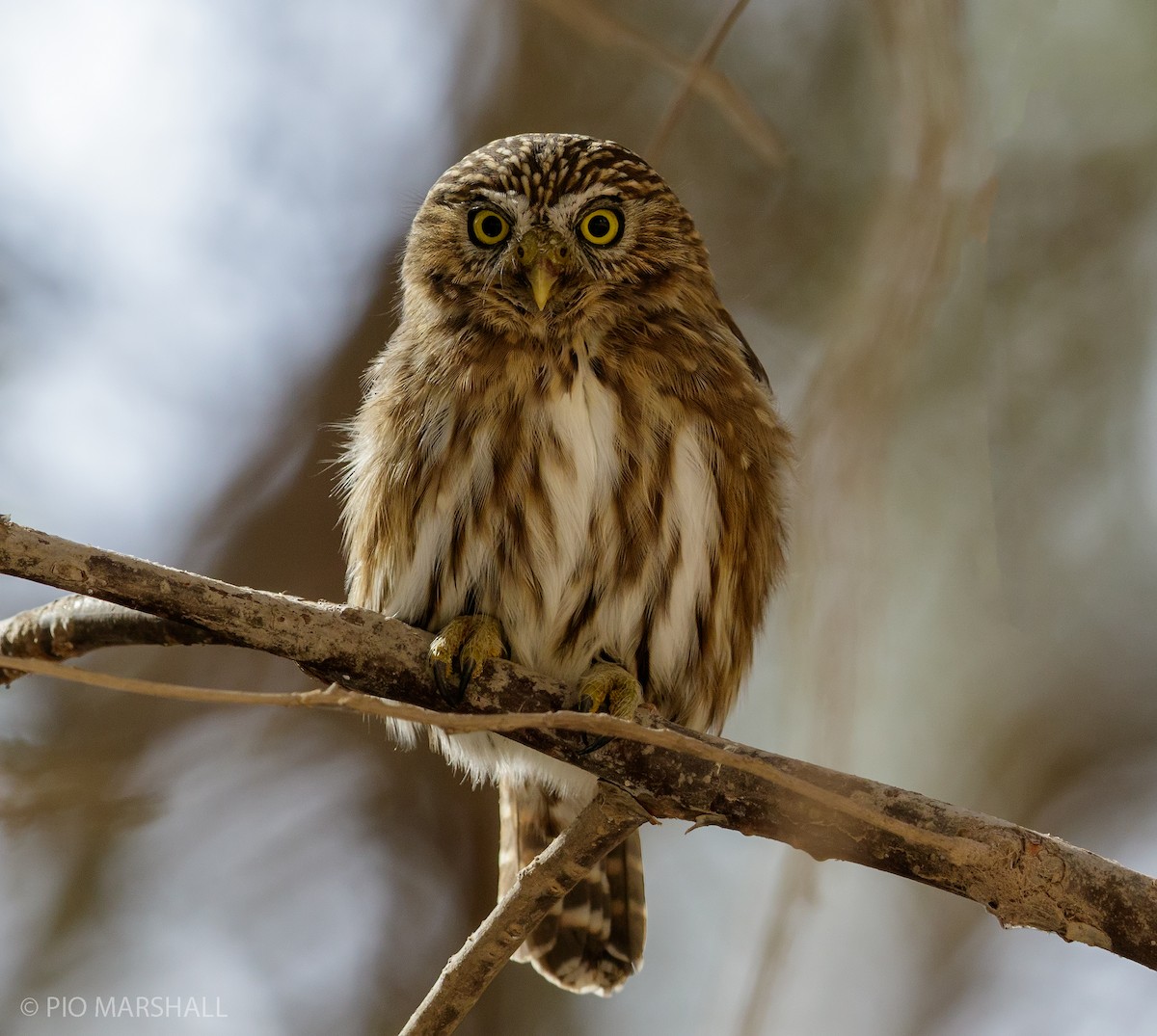Peruvian Pygmy-Owl - Pio Marshall