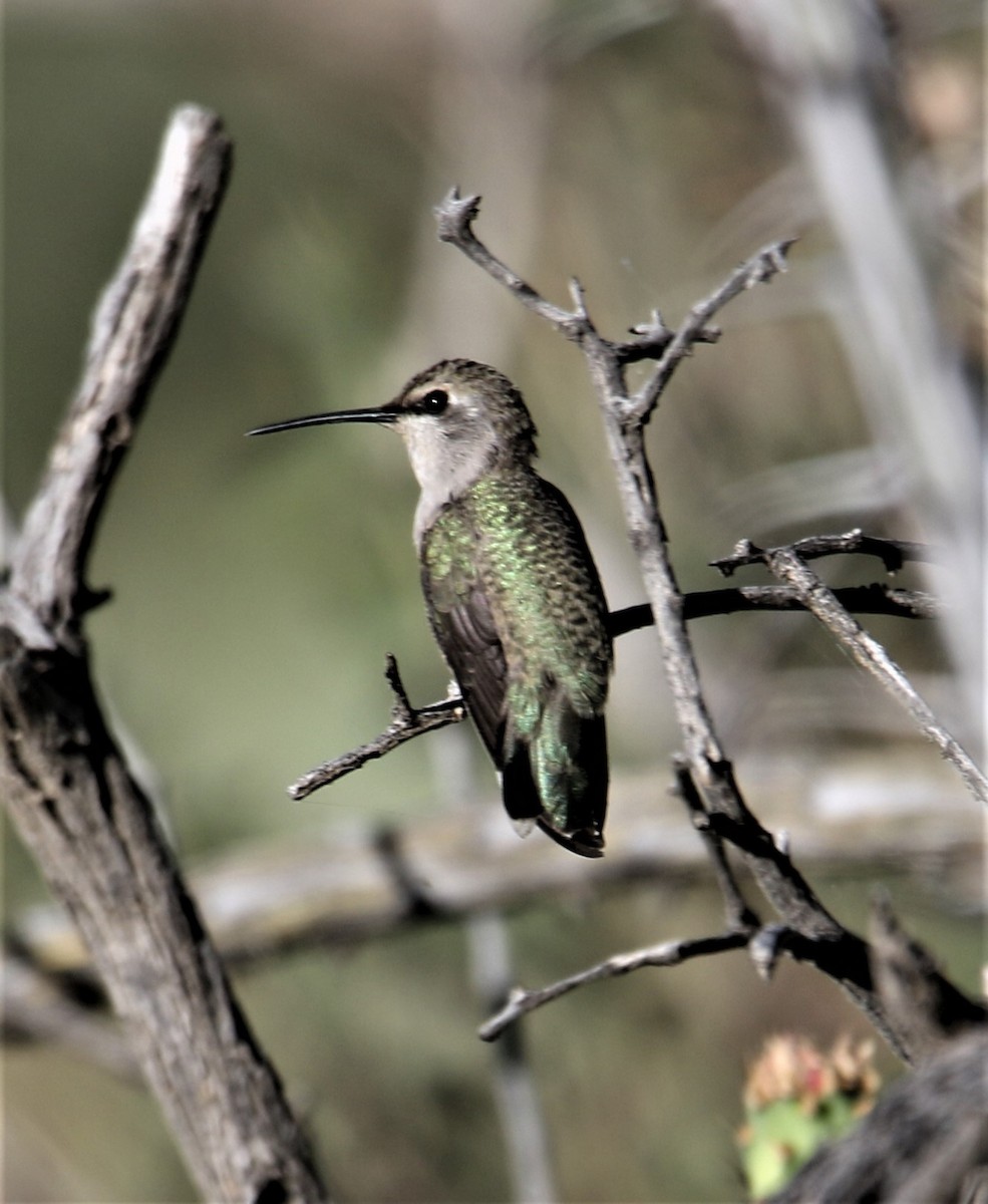 Black-chinned Hummingbird - Jim Stasz