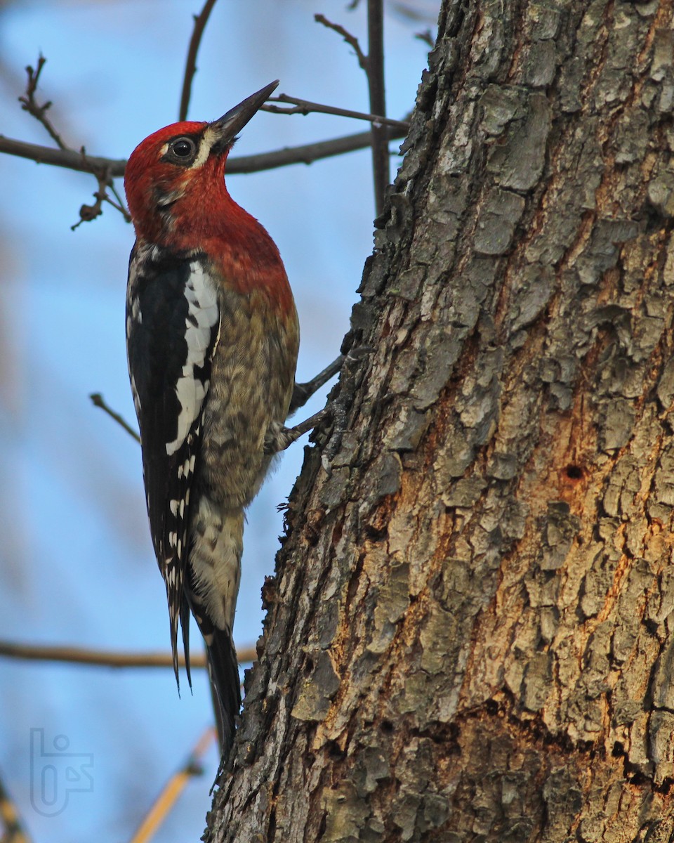Red-breasted Sapsucker - ML167480751