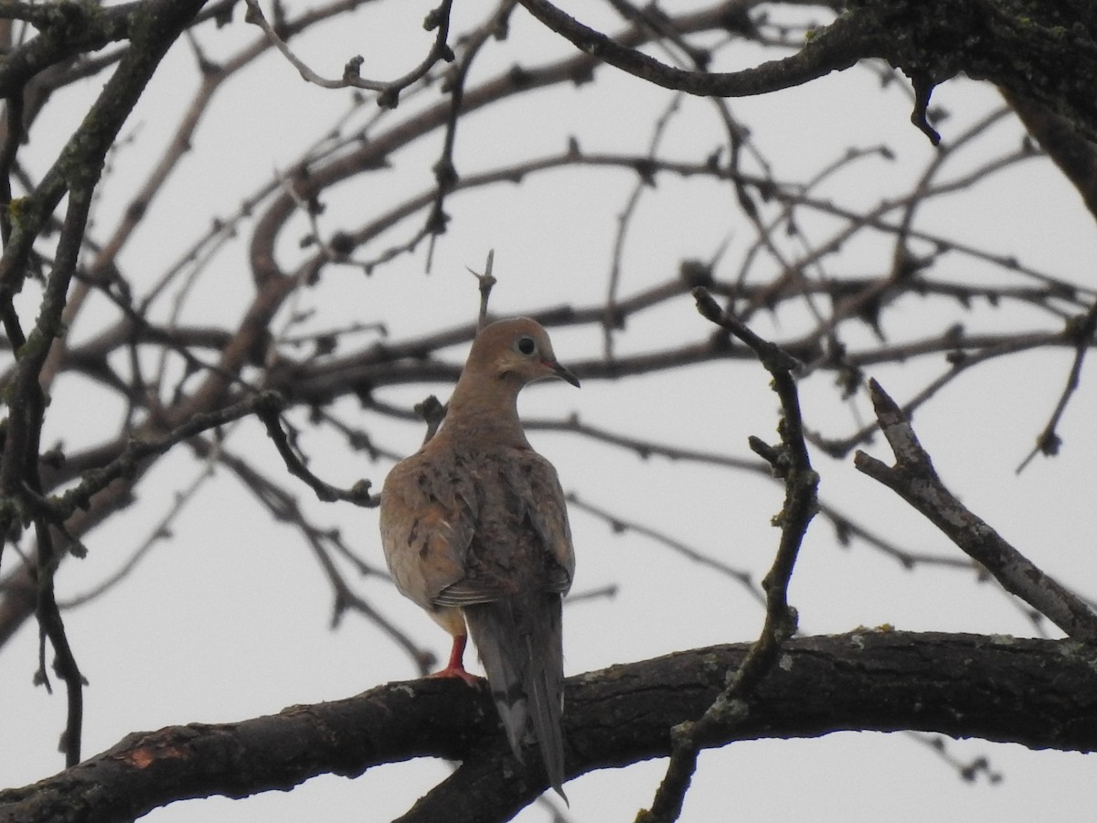 Mourning Dove - Kevin Long