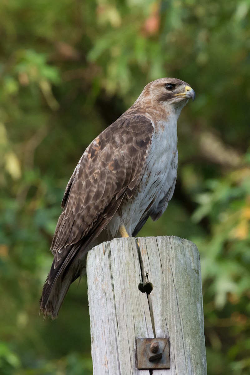 Red-tailed Hawk - ML167481541