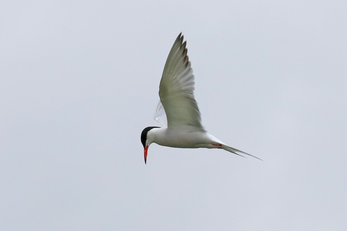 Common Tern - Richard Fray