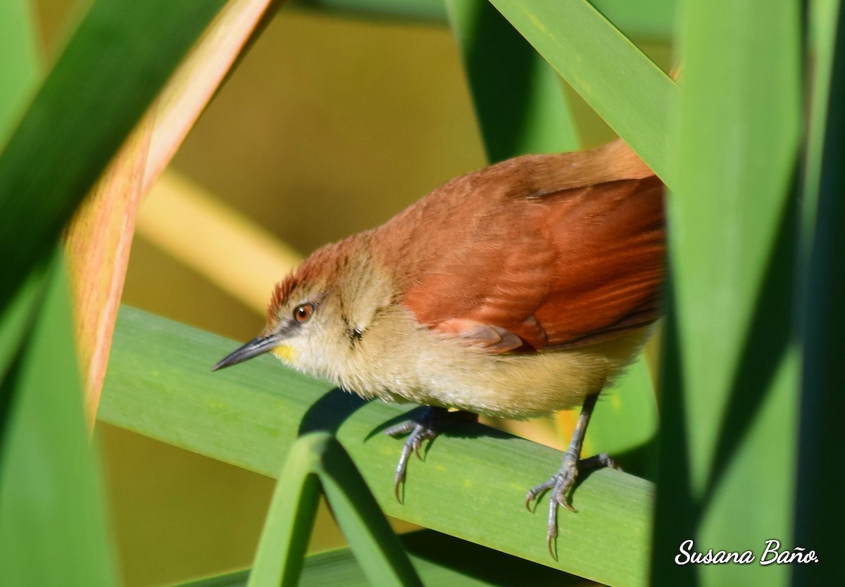 Yellow-chinned Spinetail - ML167489921