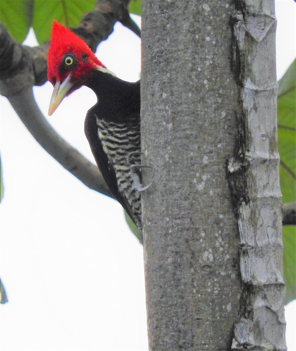 Pale-billed Woodpecker - Luis  Morales