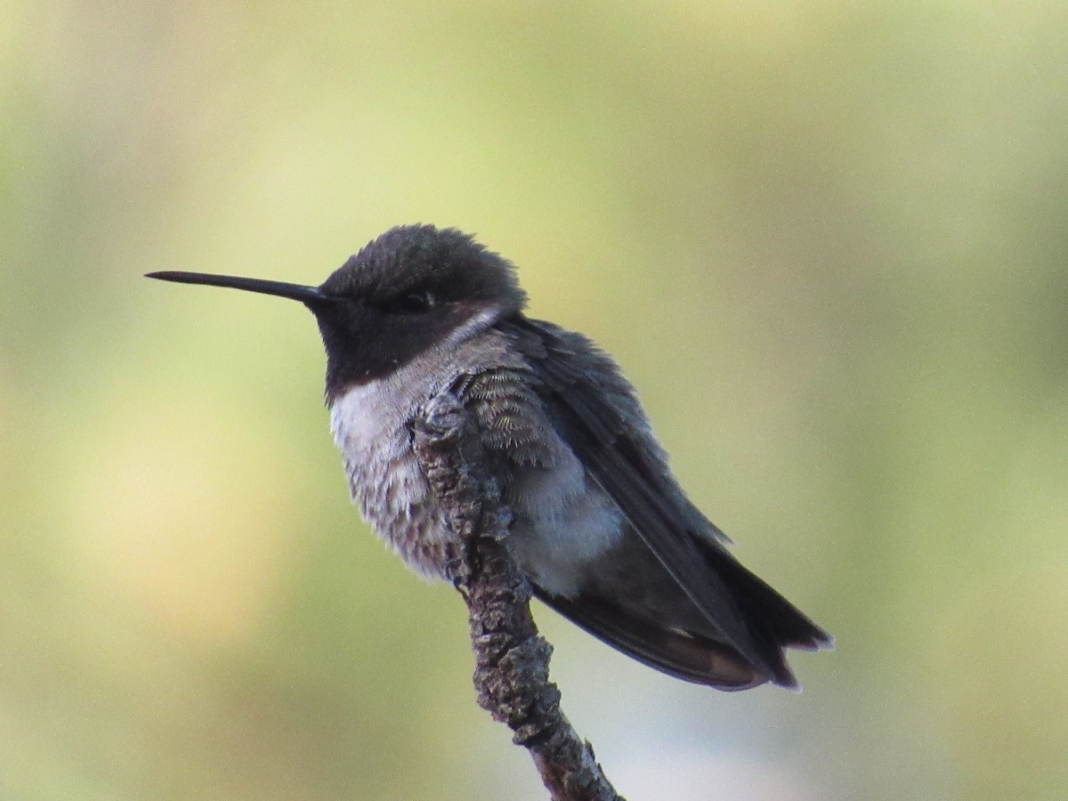Black-chinned Hummingbird - Caleb Helsel