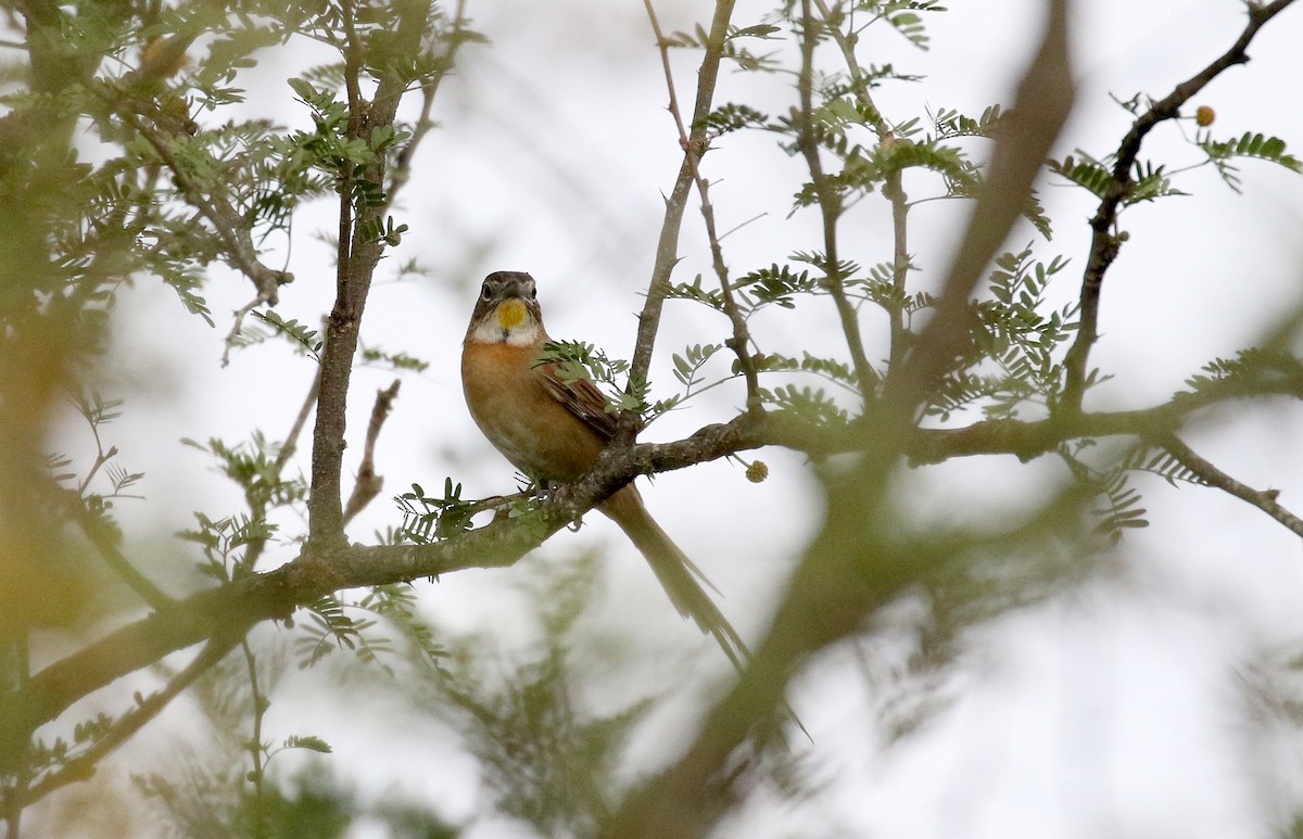 Chotoy Spinetail - ML167496281