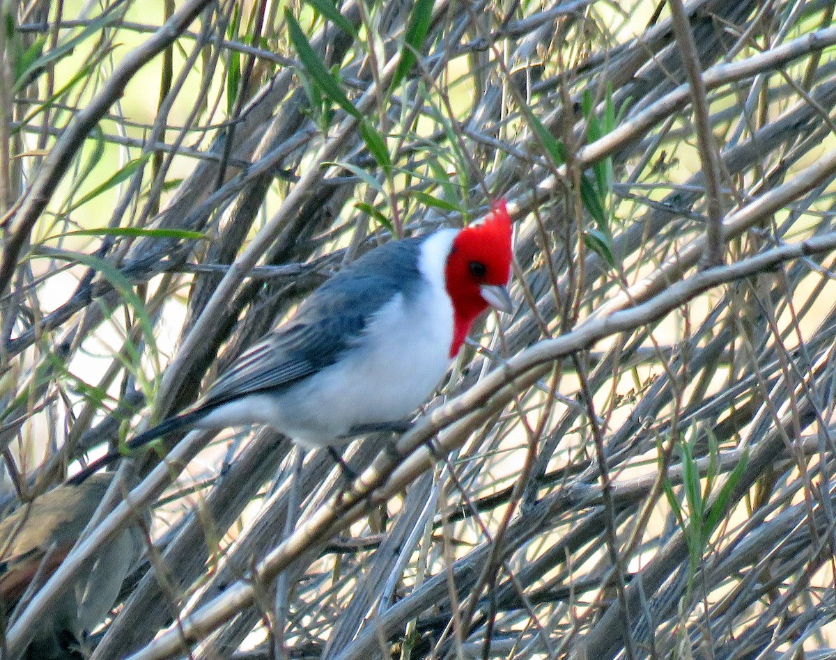 Red-crested Cardinal - ML167496691