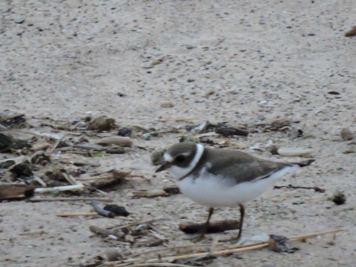 Semipalmated Plover - ML167498451