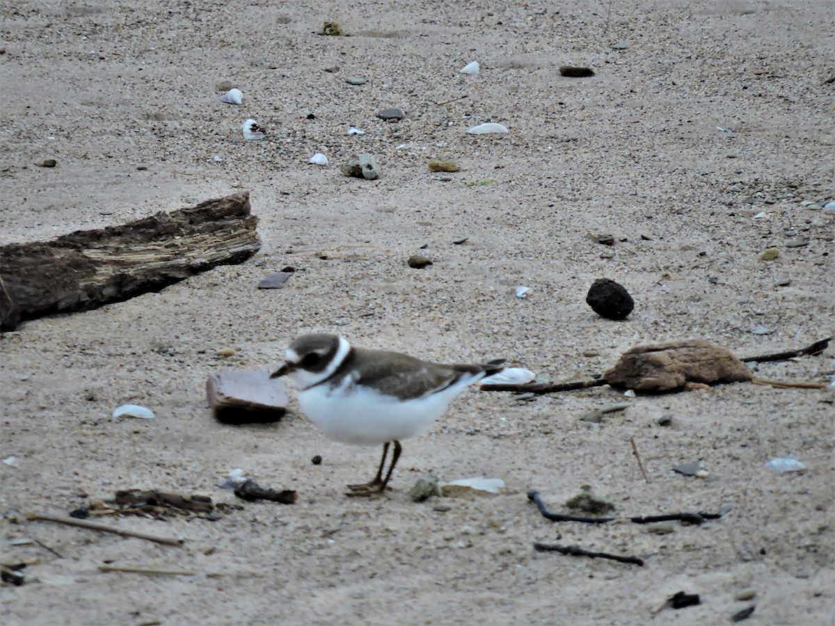 Semipalmated Plover - ML167498471