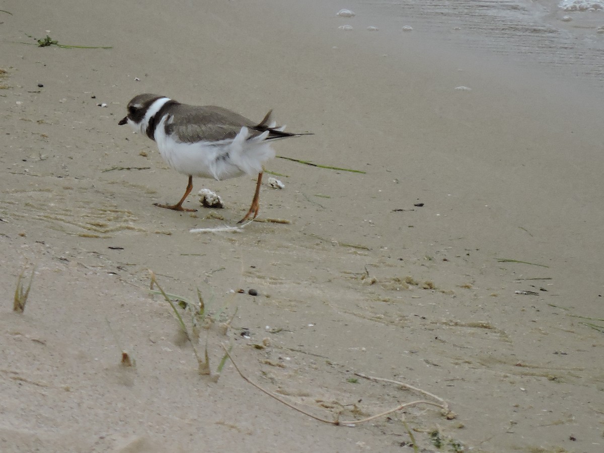 Semipalmated Plover - ML167498481