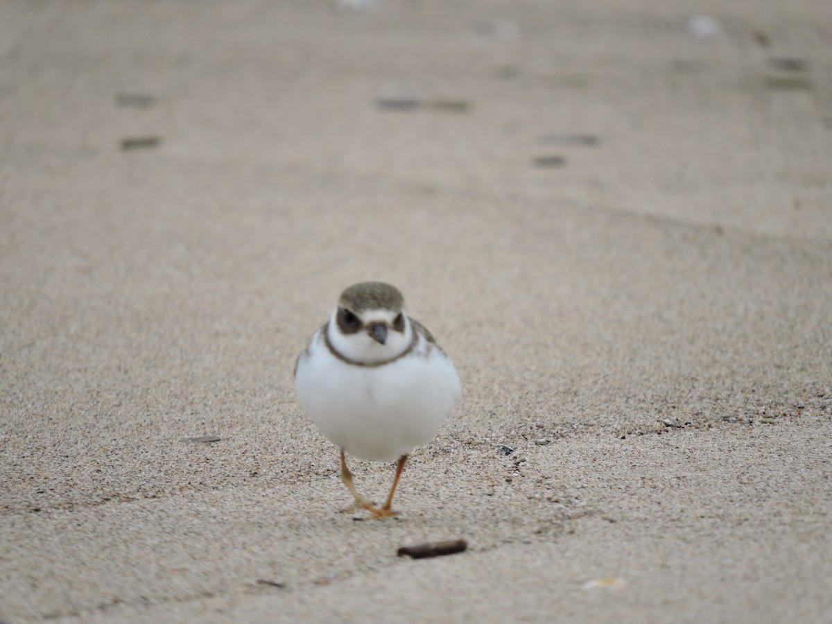 Semipalmated Plover - ML167498491