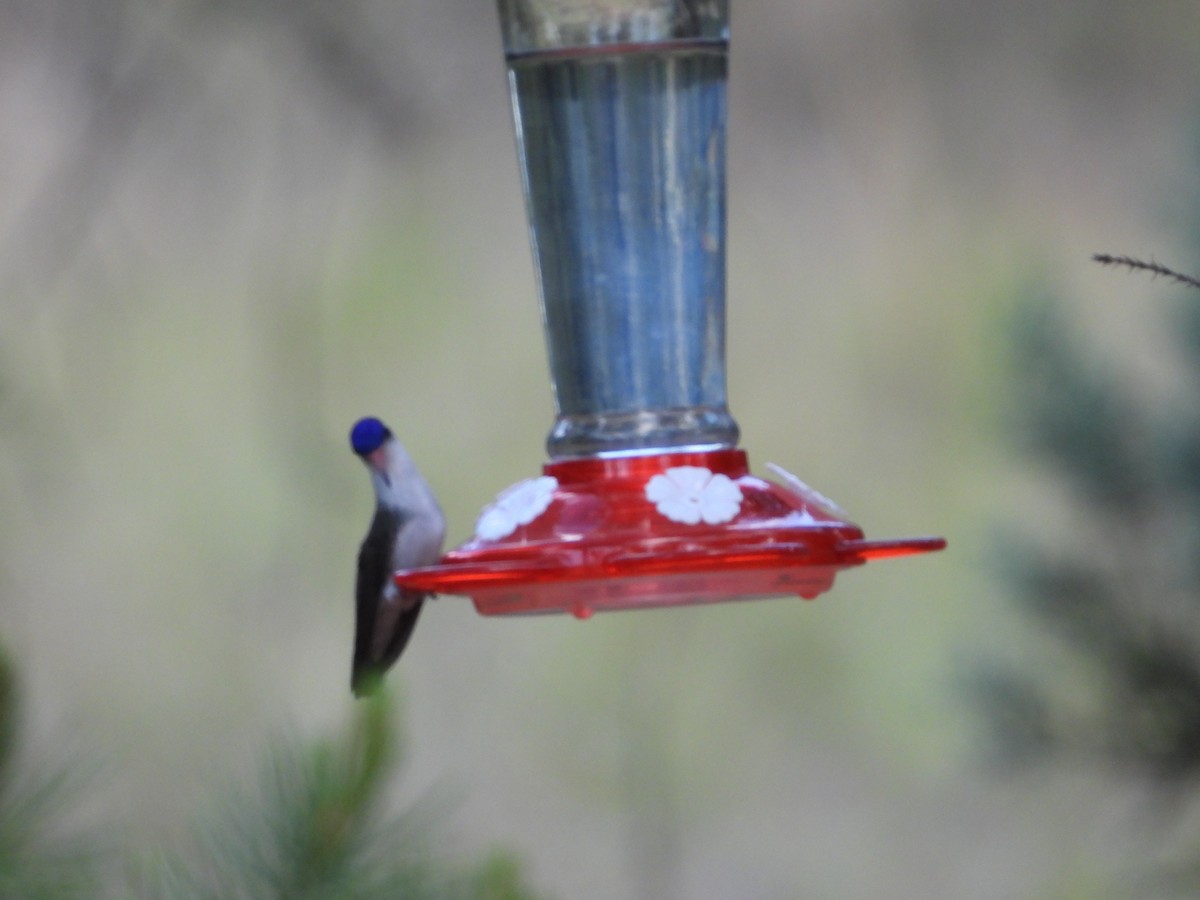 Violet-crowned Hummingbird - ML167499521