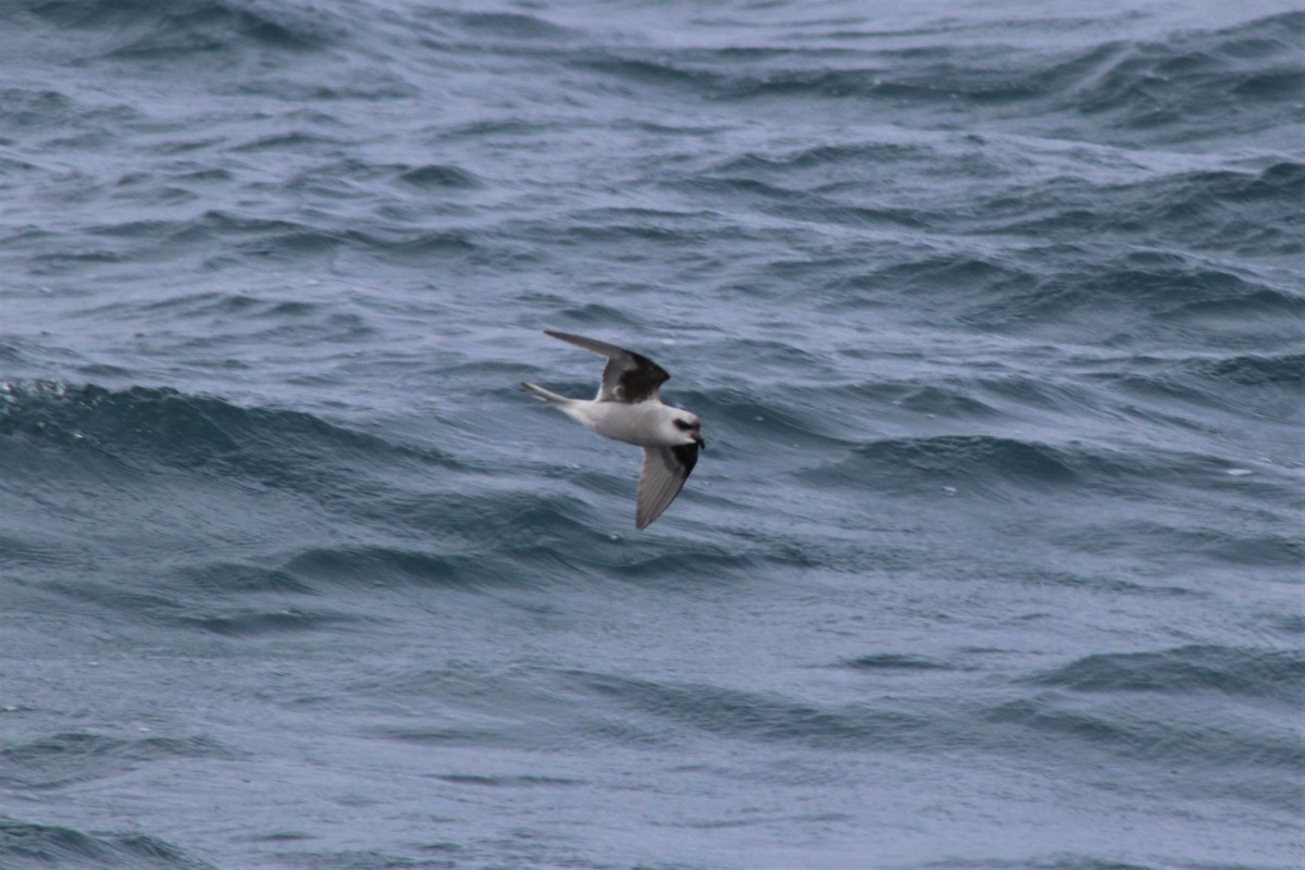 Fork-tailed Storm-Petrel - ML167507721