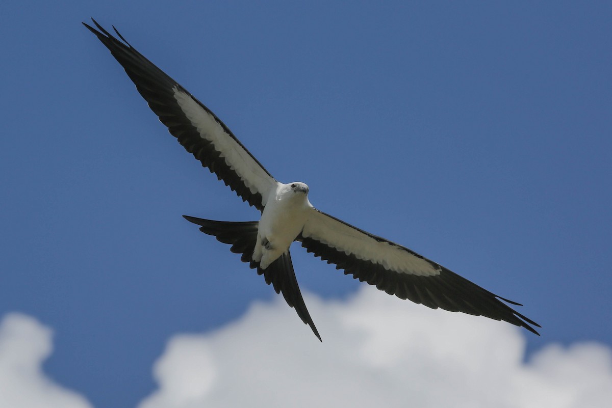 Swallow-tailed Kite - Phil Kenny