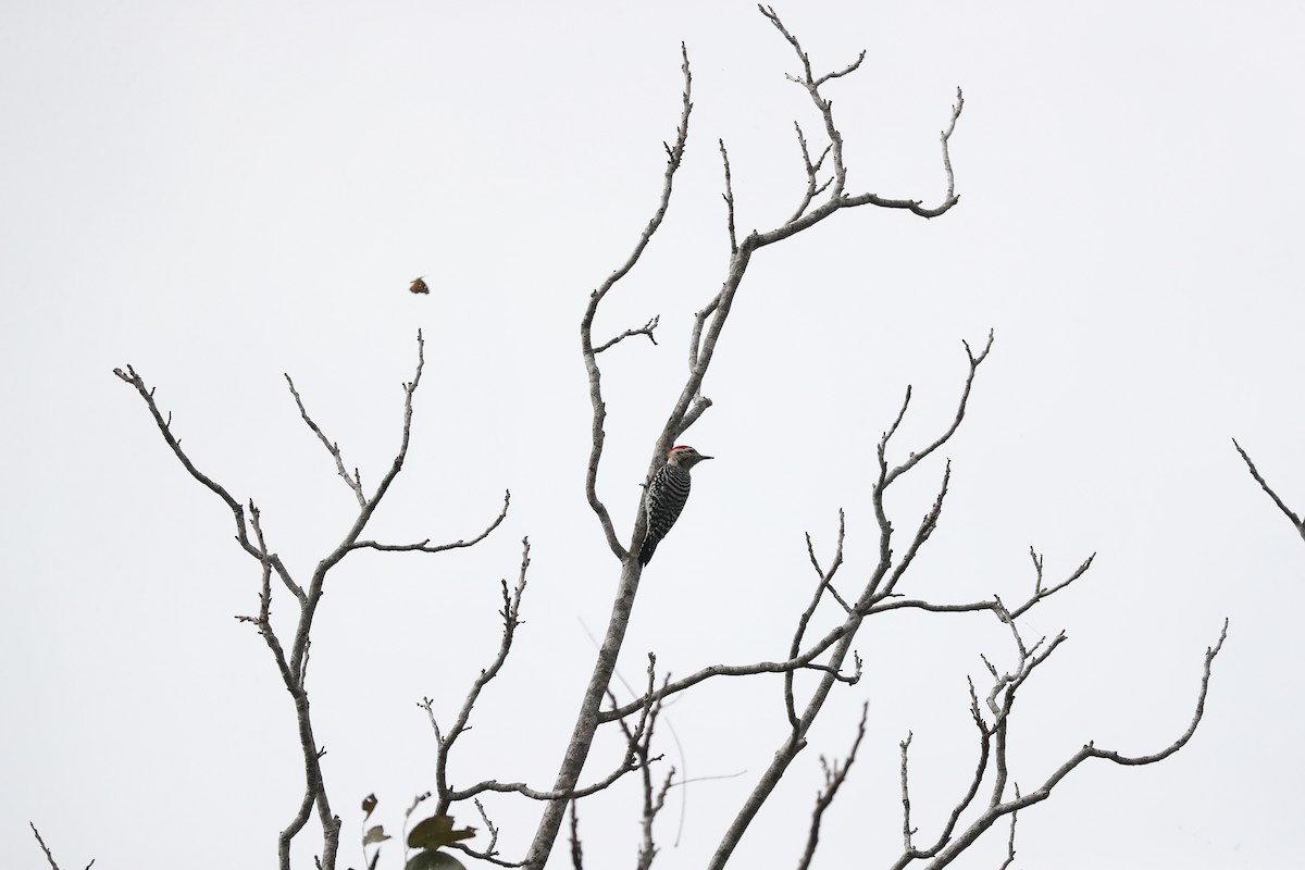 Ladder-backed Woodpecker - Arturo Kirkconnell Jr