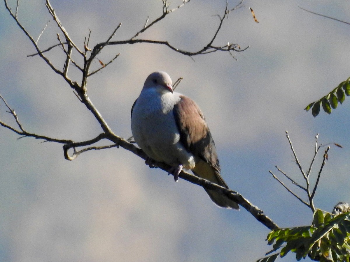 Mountain Imperial-Pigeon - ML167514471