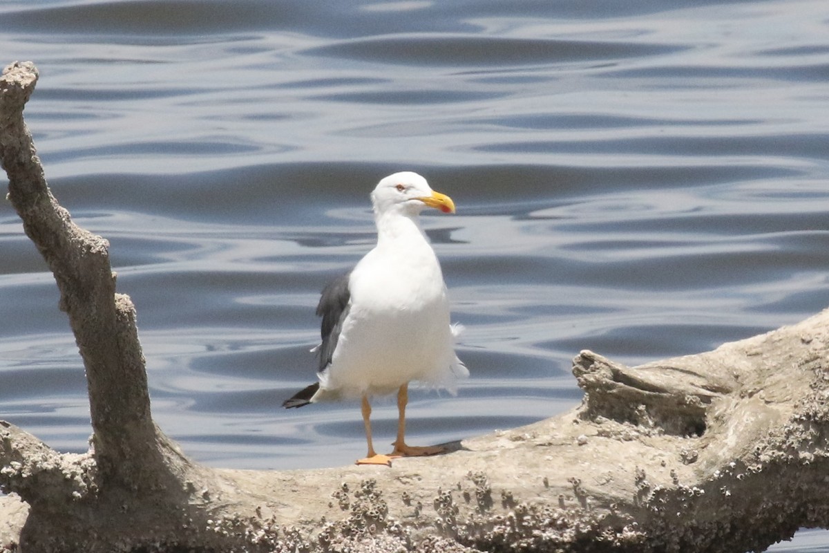 Yellow-footed Gull - Becky Turley