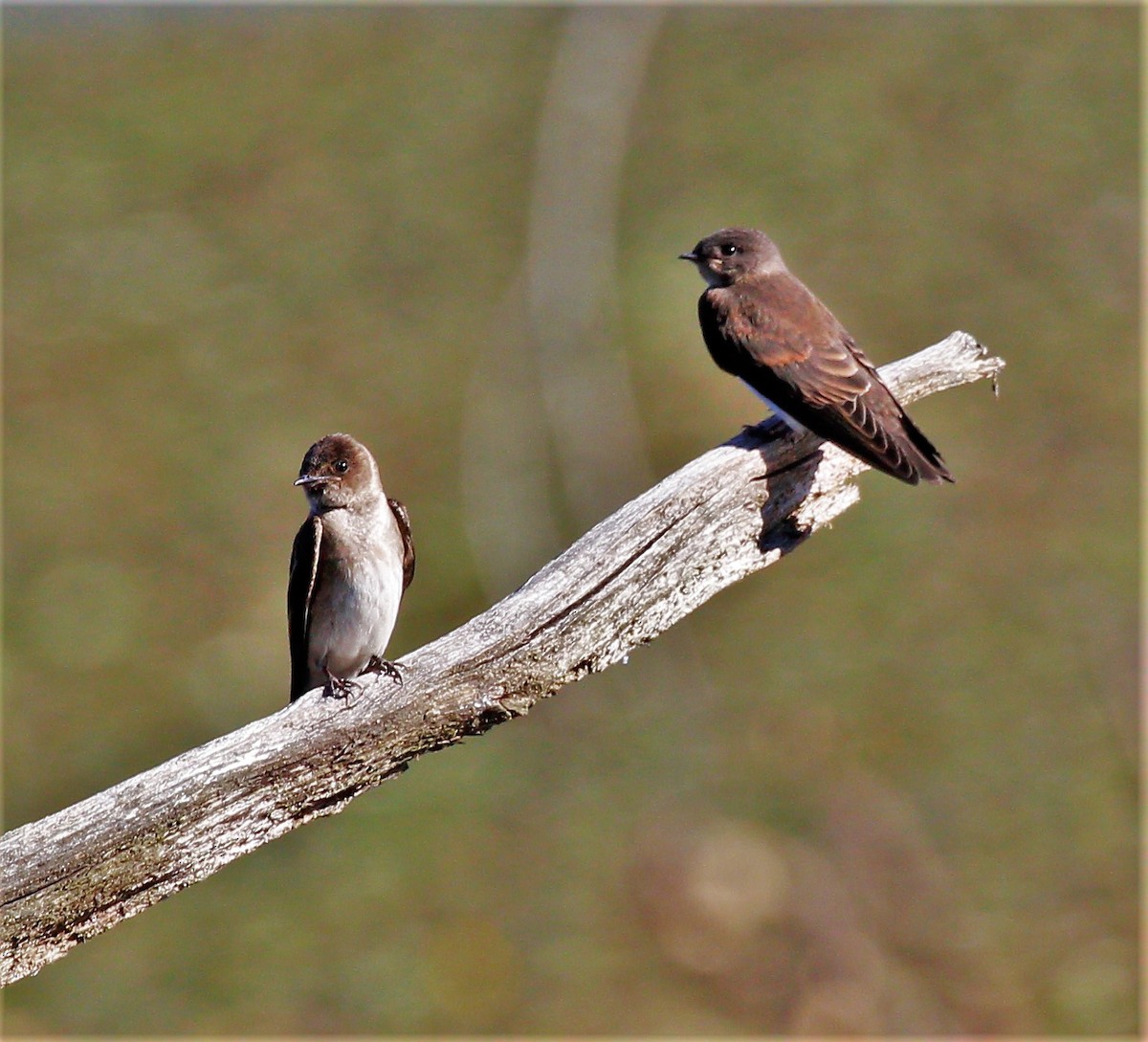 Northern Rough-winged Swallow - Theresa Gessing