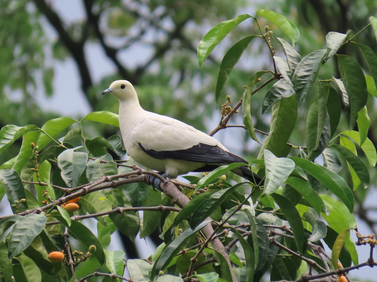 Pied Imperial-Pigeon - ML167525831
