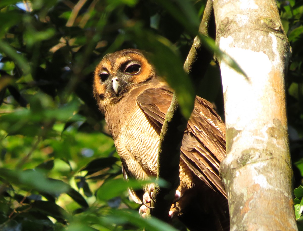 Brown Wood-Owl - Rosemary Lloyd