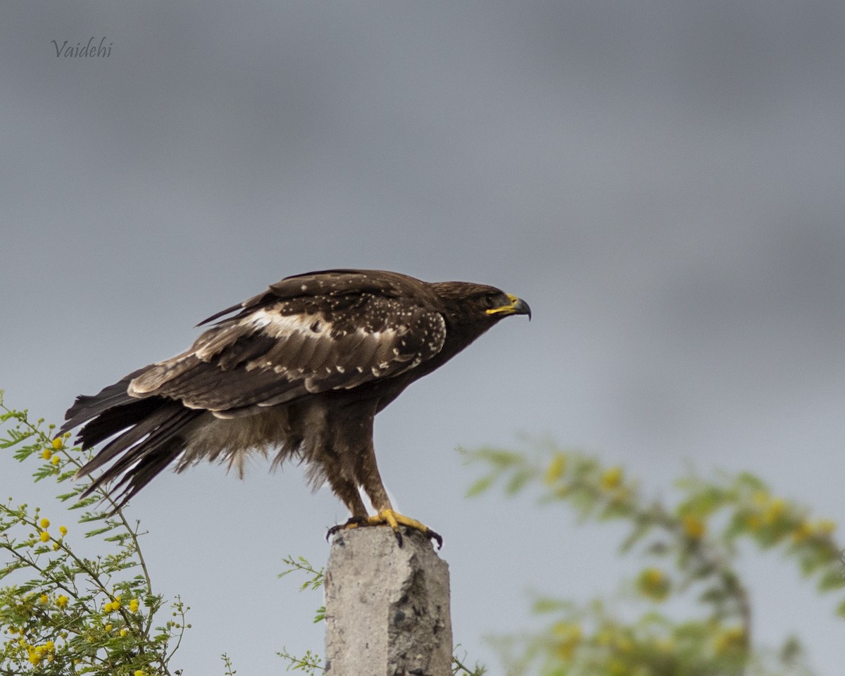 Indian Spotted Eagle - Vaidehi  Gunjal