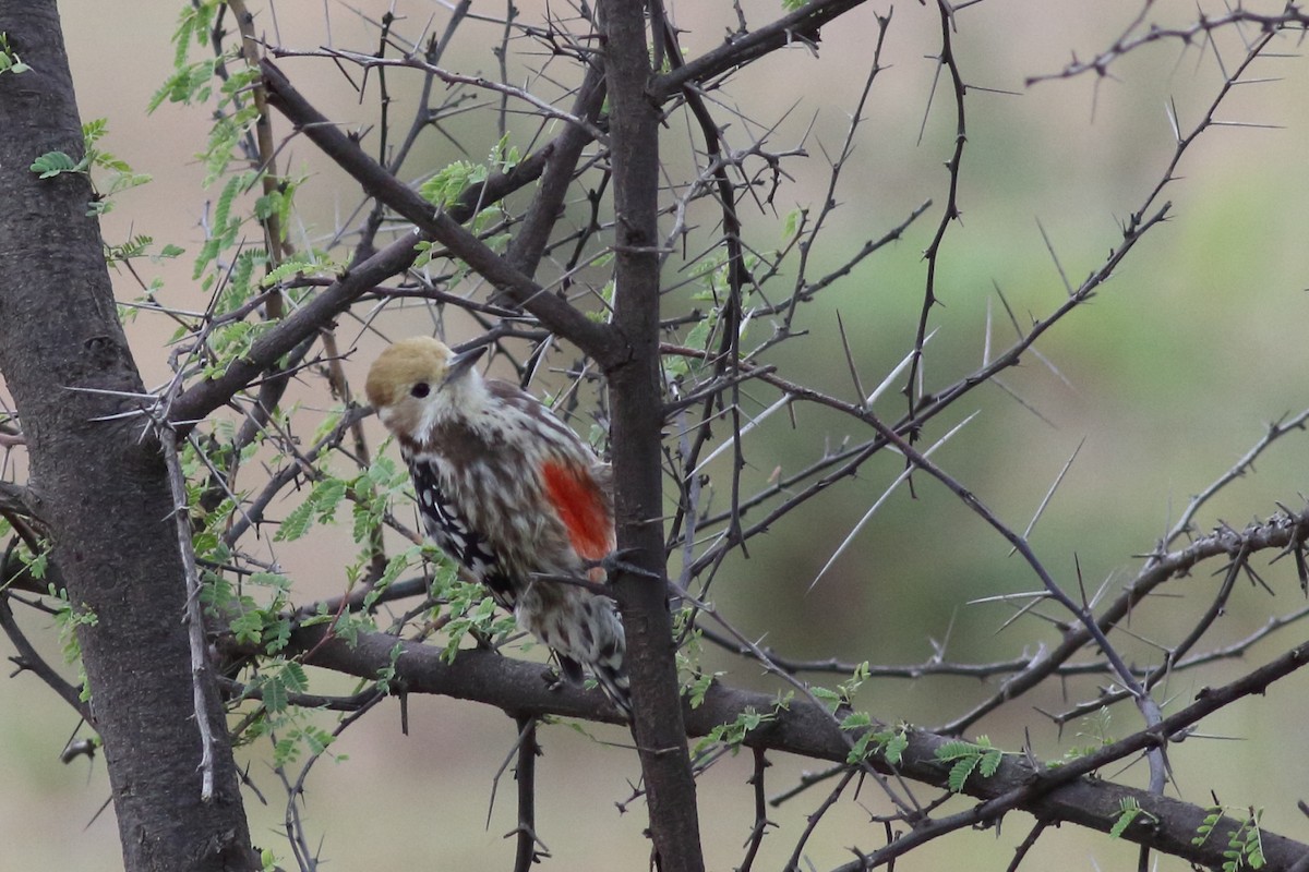 Yellow-crowned Woodpecker - ML167530911