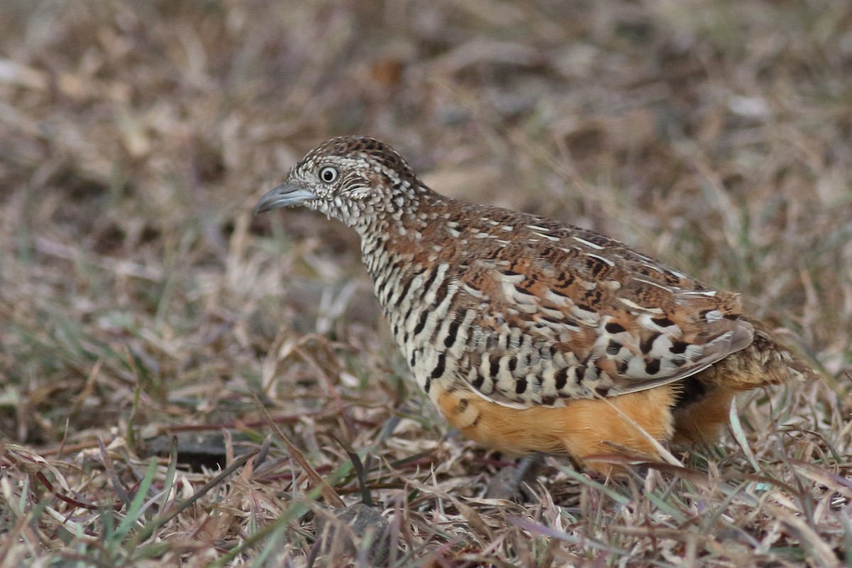 Barred Buttonquail - Chinmay Rahane
