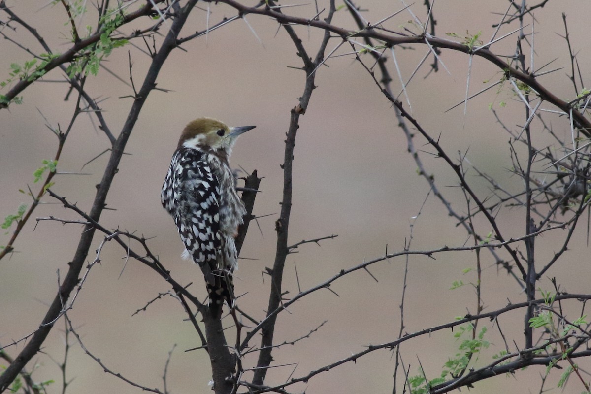 Yellow-crowned Woodpecker - ML167530941