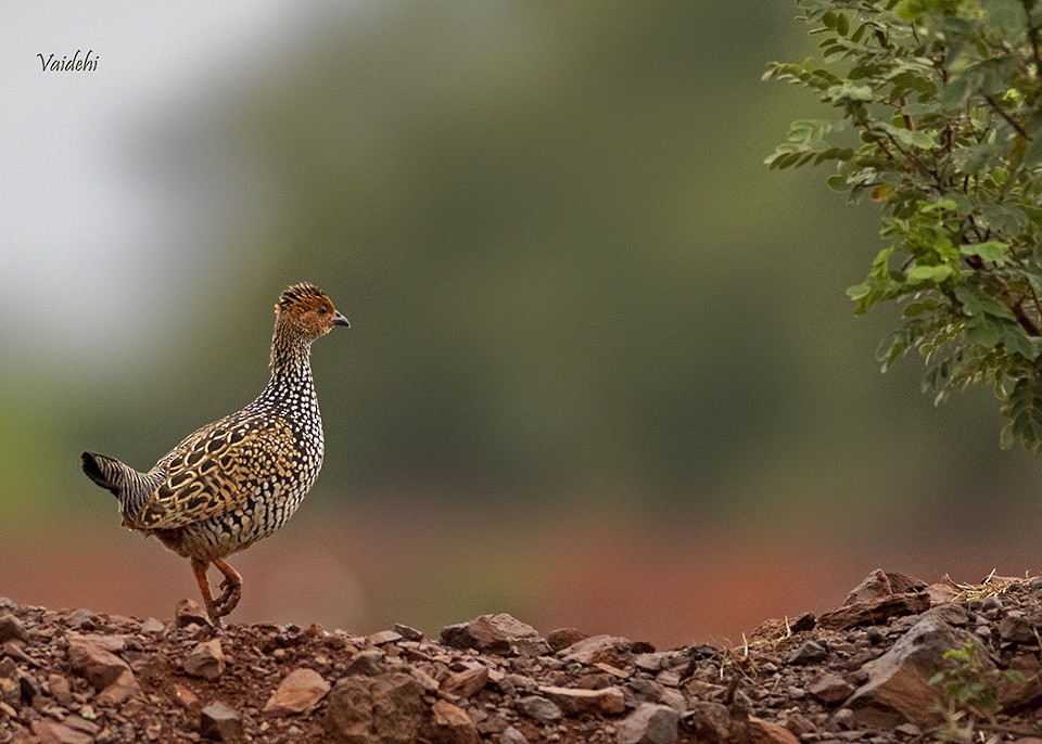 Painted Francolin - ML167532821